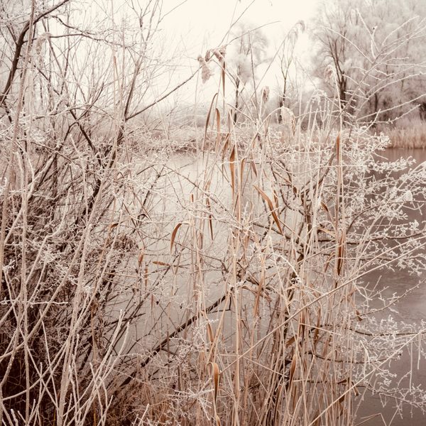 Schilf mit Raureif am Wasser